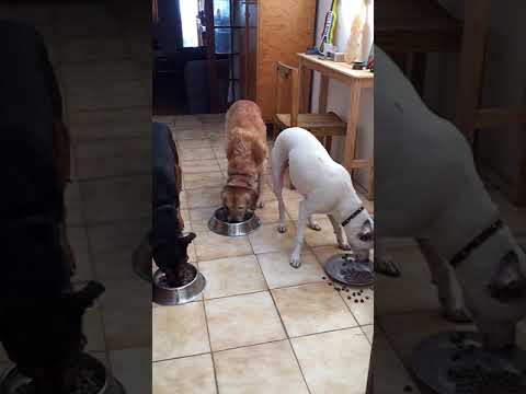 How do I stop my dogs from eating each others food?