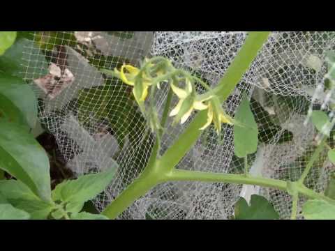 Ground Cherry/Wild Tomatillos? Brandywine And Volunteer Tomato