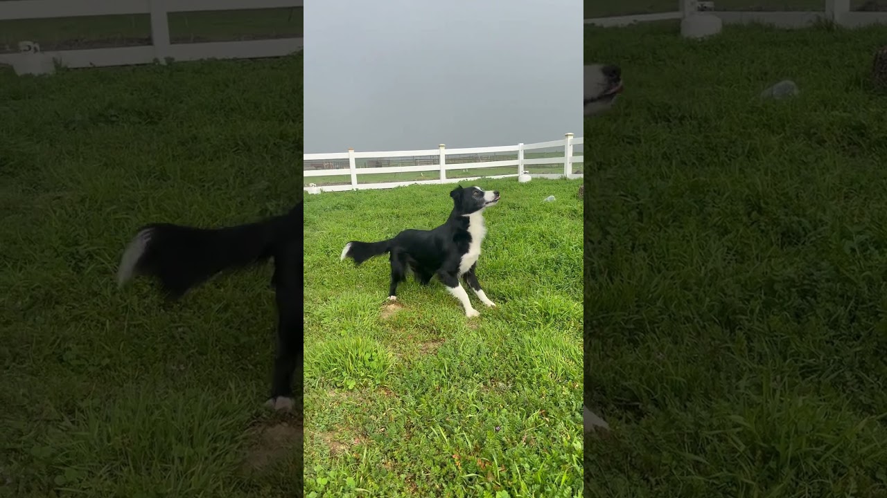 Enlarge Riley, a ADOPTABLE Border Collie in Bakersfield, CA video 2/6