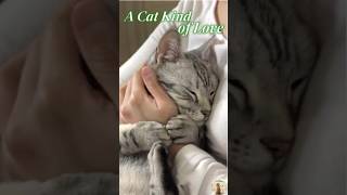Download lagu The Quiet Ways Cats Say I Love You  #ACatKindofLove #Catmusic #Catlove mp3