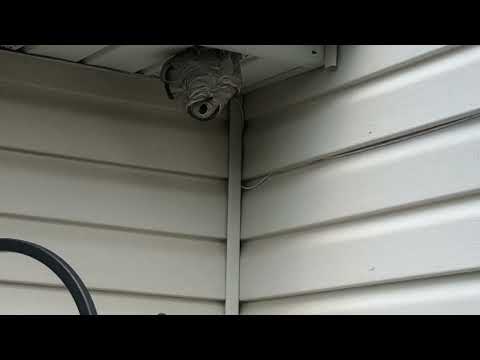 Hornets Hiding Under the Soffit in Far Hills, NJ