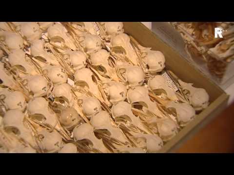 Hoe wordt een meeuw opgezet?