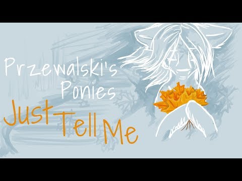 Przewalski's Ponies - Just Tell Me...