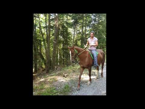 Mare Akhal Teke For sale 2017 Chesnut