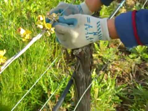 Dis-budding at WillaKenzie Estate