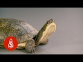 The Blanding S Turtle Keeps A Low Profile To Survive