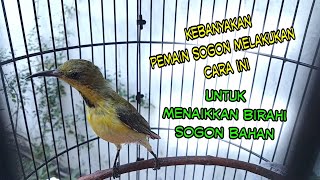 Download lagu Increase the libido of Sogon Bahan so that it sings quickly‼️Most Sogon players use this method mp3