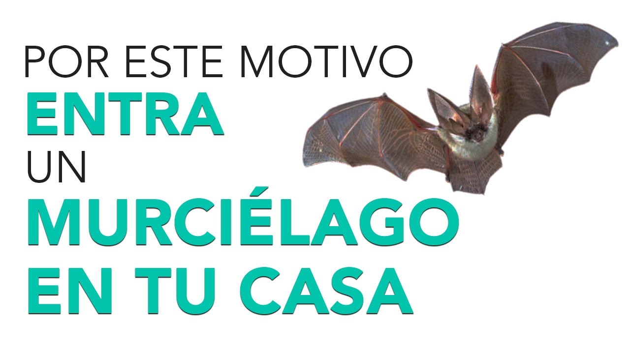 Watch Significado de que UN MURCIÉLAGO ENTRE A TU CASA 😮🦇¡INCREÍBLE! Now Significado de que UN MURCIÉLAGO ENTRE A TU CASA 😮🦇¡INCREÍBLE!