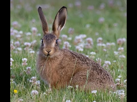 LIEBRE IBÉRICA | HARE | Lepus granatensis