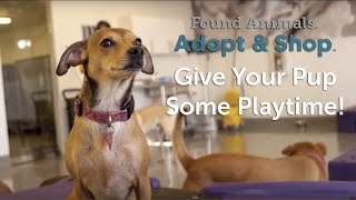 preview picture of video 'Adopt & Shop Culver City: Give Your Pup Some Playtime!'