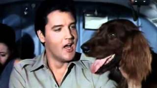 Elvis Presley -  A Dog&#39;s Life