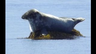 preview picture of video 'Observation du loup-marin à Pointe de l'Église. Seal watching in Church Point, Nova Scotia'