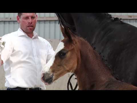 Hengstfohlen vom Danciano