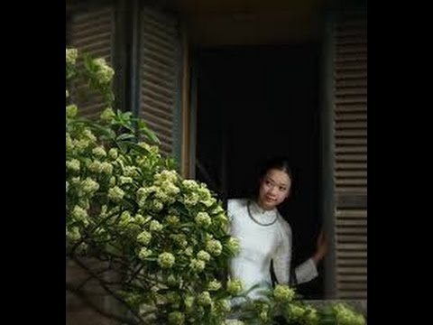 Hoa sữa Sheet - Nhã Phương