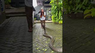 Download lagu BECAUSE I'M AFRAID OF BEING EATEN BY DEDE INOEN!! mp3 Download lagu BECAUSE I'M AFRAID OF BEING EATEN BY DEDE INOEN!! mp3