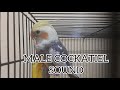 Cockatiel Reacts To Male And Female Sounds
