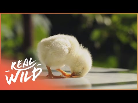 image-What is the easiest farm animal to take care of?