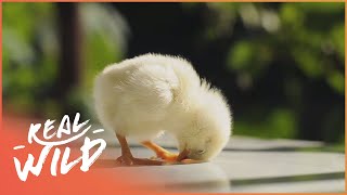 Most Playful Farm Animals | Baby Animals In Our World | Real Wild