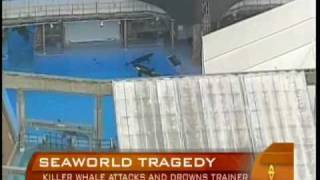 Killer Whale Grabs, Drowns Trainer