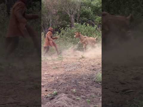 Pega de boi no mato #romariofeitosa #pegadeboinomato