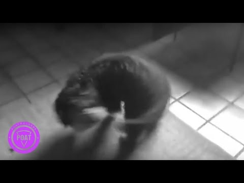 Sector Libertad - No Me Deja Mi Mamá