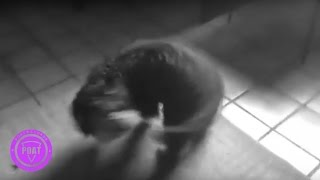 Sector Libertad - No Me Deja Mi Mamá