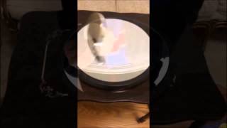 Harmony School PBL Project- Euler's Disk 2014