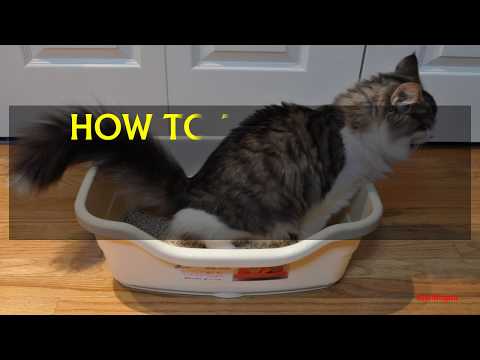HOW TO TREAT AND PREVENT URINARY TRACT INFECTIONS IN CATS