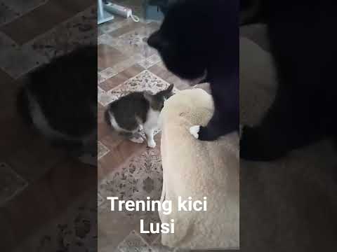 Trening kici Lusi #koteczek #cats #catsshorts  #zwierzaki #cat #kotek #animals #fannyanimals