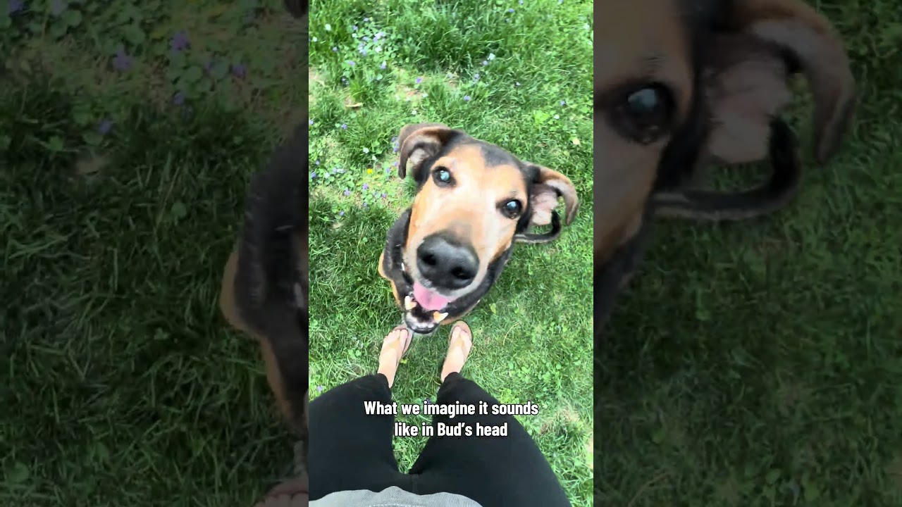 Enlarge BUD, a ADOPTABLE mixed breed in Philadelphia, PA video 3/5