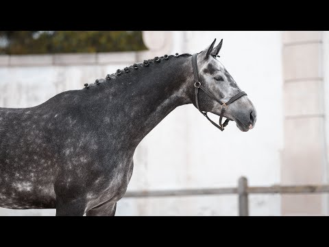 DILLINGER - Champion of Portugal for the 6YO FEI Class