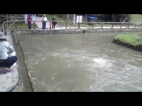 Arapaima gigas 🐡 pirarucu 🐡 o paiche 🐡