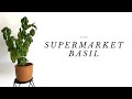 3 Tricks To Keep Your Supermarket Basil Alive | Care Video