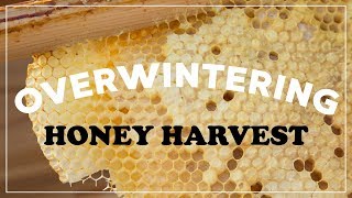 The Do's & Don'ts of Honey Harvesting