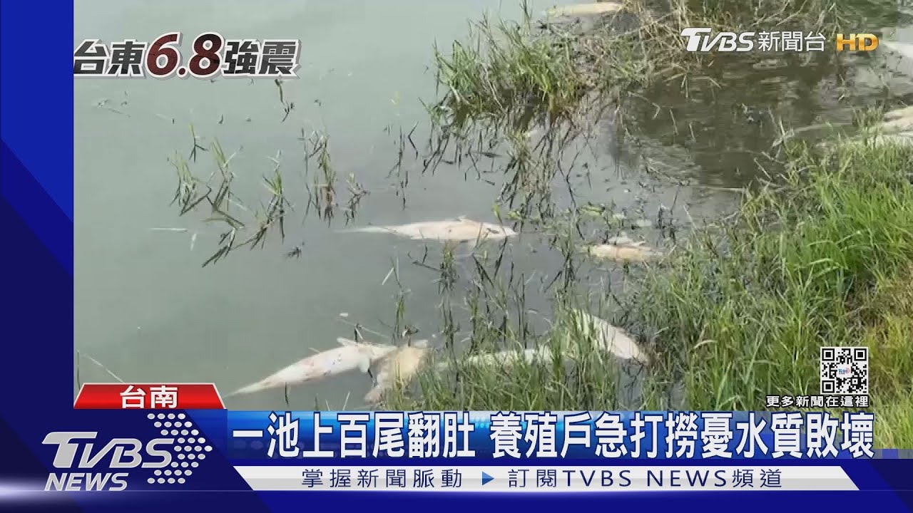 虱目魚也怕地震!狂跳出水面暴斃亡 養殖戶盼補助