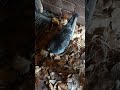 Mavis the pigeon keeping em eggs nice and warm #pigeon #subscribe #birds