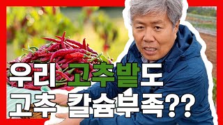 고추 칼슘부족 증상은 무엇인지 알아봅시다.