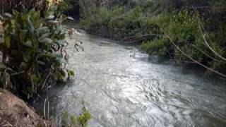 Flamingos - Old Man River