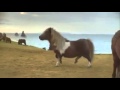 FUNNY HORSE DANCE