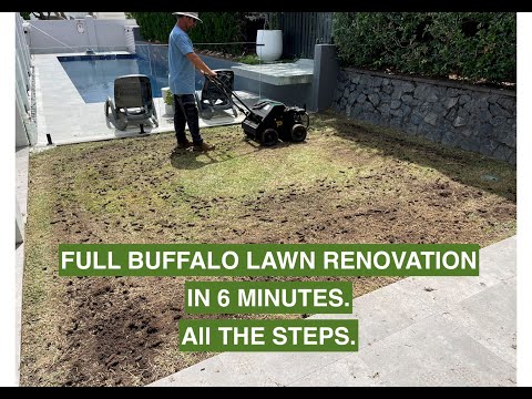 ALL THE STEPS to a (Sir Walter) BUFFALO LAWN RENOVATION in 6 MINUTES.