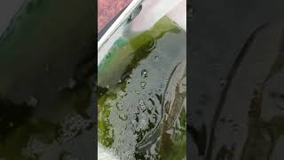 平瀬彪 撮影　チャプター 釣果