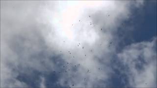preview picture of video 'Парение хищных птиц на пролёте вблизи Батуми'