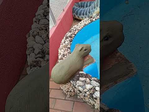 ART'S DA NÔ visitando o centro de COXIM -MS Pantanal cobra sucuri capivaras peixe dourado e tuiuiú