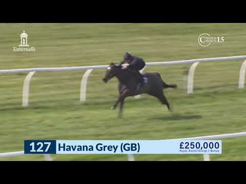 Havana Grey x Different Filly Breeze