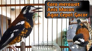 Download lagu Cara Merawat Anis Macan Agar Cepat Gacor mp3 Download lagu Cara Merawat Anis Macan Agar Cepat Gacor mp3