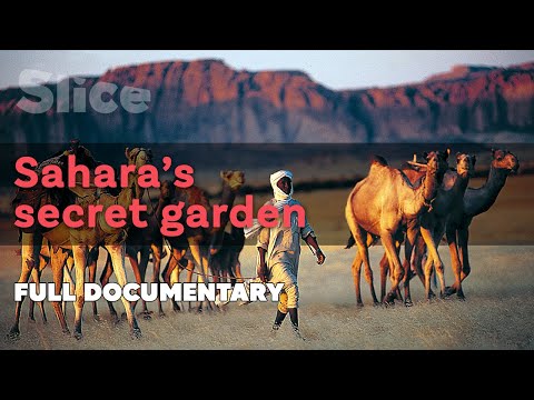 Sahara's secret garden | SLICE | Full documentary