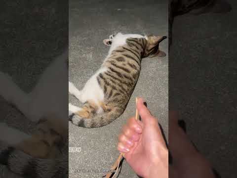 The kitten still hasnt gotten over its fear! Come on set this song as your ringtone