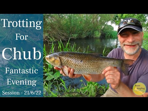 Trotting For Chub On The Stick Float - Small River Fishing (With Added Barbel) - 21/6/22 (Video 327)