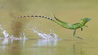 5 Animals That Can Walk On Water