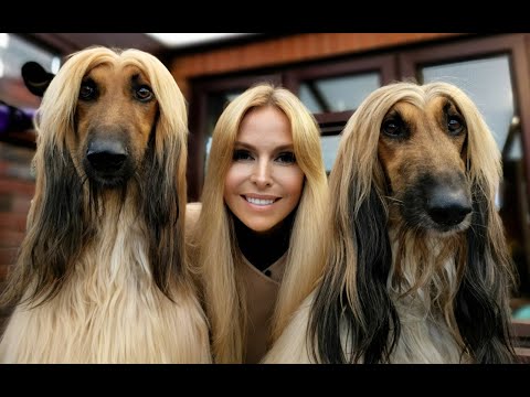 image-How much does a Afghan hound cost?